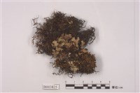 藏品(苔類 )的圖片